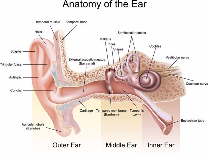 Rescue Hearing Inc | Unlocking the Secrets of Inner Ear Health: Latest Discoveries Unveiled