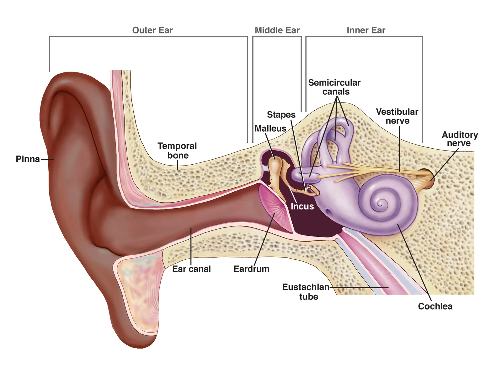 Cross-section illustration of the human ear showing the outer ear, middle ear bones, the snail-shaped cochlea, and the semicircular canals of the vestibular system.